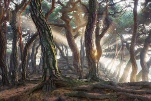 framedposter-print-sacred-pine-trees-x