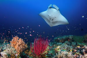 canvas-print-ocean-manta-ray-on-the-reef-x