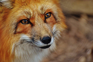 poster-print-the-fox