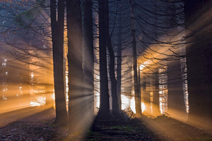 acrylic-print-forest-x