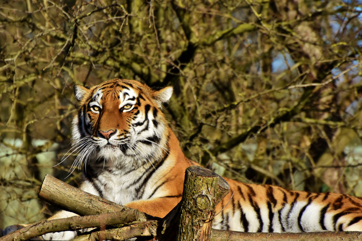 acrylic-print-proud-tiger