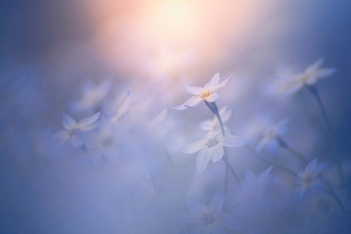 acrylic-print-in-the-pale-light-x