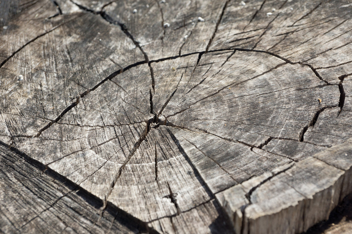 3-piece-acrylic-print-the-tree-rings