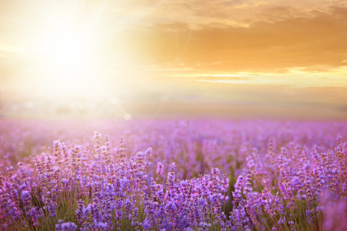 canvas-print-sunset-in-lavender-field