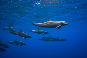 aluminium-print-dolphins-x