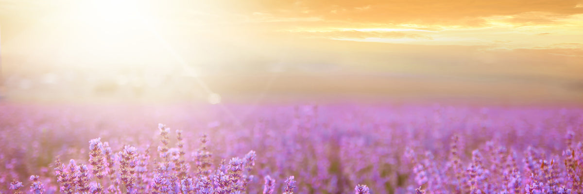 panoramic-3-piece-acrylic-print-sunset-in-lavender-field-panorama