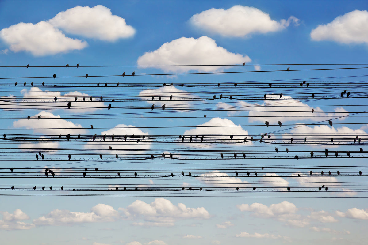 acrylic-print-cantus-arcticus-concerto-for-birds