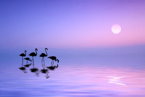 acrylic-print-morning-flamingo-x