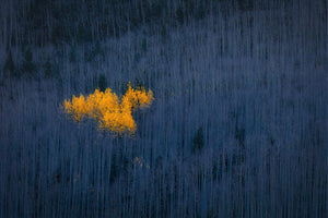 modern-3-piece-canvas-print-heart-of-aspens