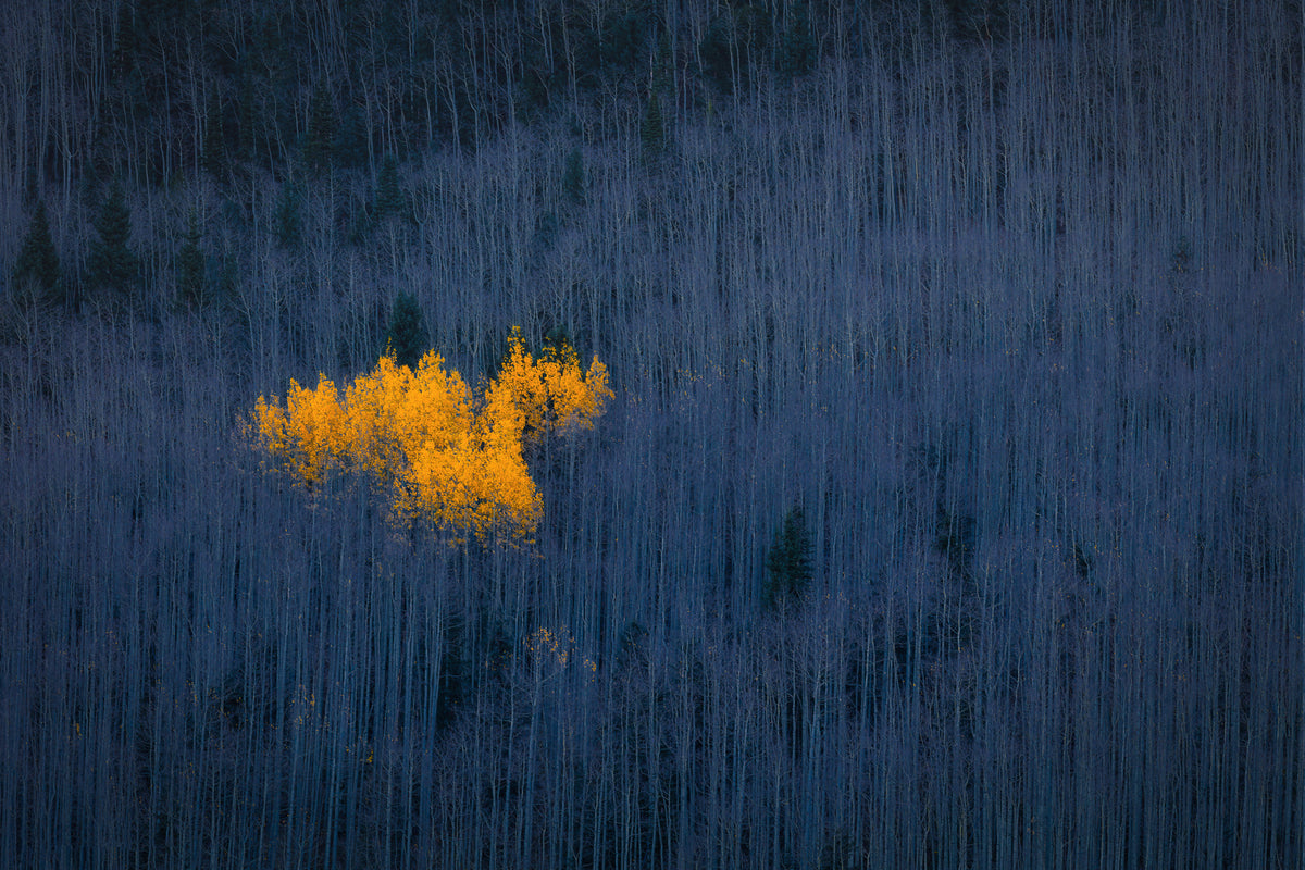 modern-3-piece-canvas-print-heart-of-aspens