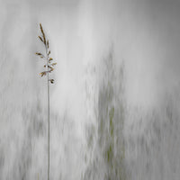 acrylic-print-blade-of-grass