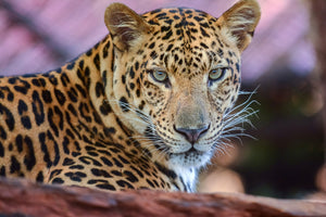 aluminium-print-leopard