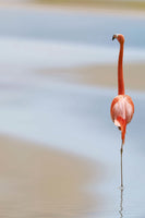 aluminium-print-red-flamingo