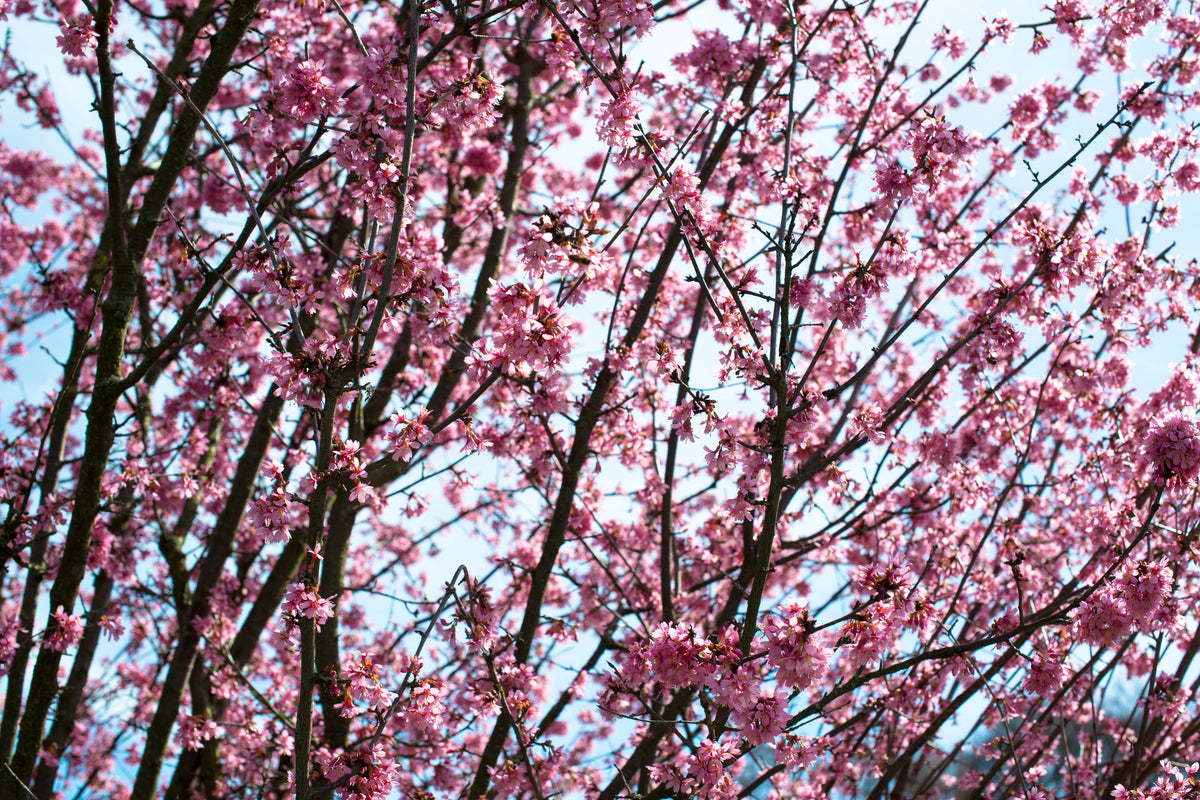 modern-3-piece-acrylic-print-japanese-cherry-blossom