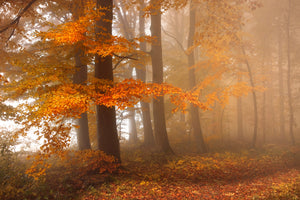canvas-print-edge-of-the-woods