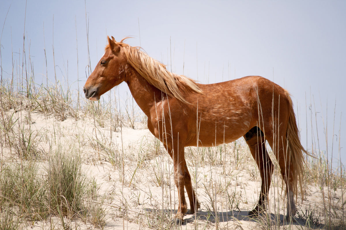 framedposter-print-wild-spanish-mustang