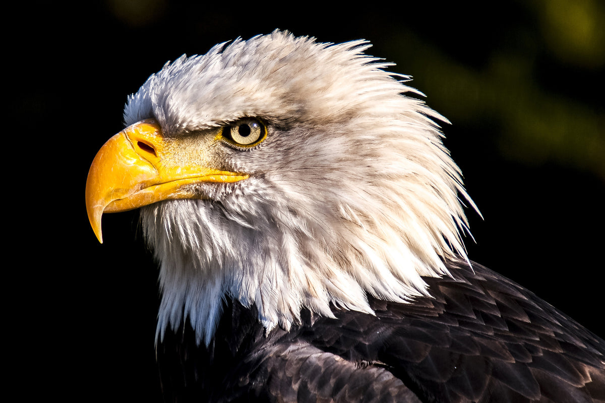 3-piece-canvas-print-the-eagle-head