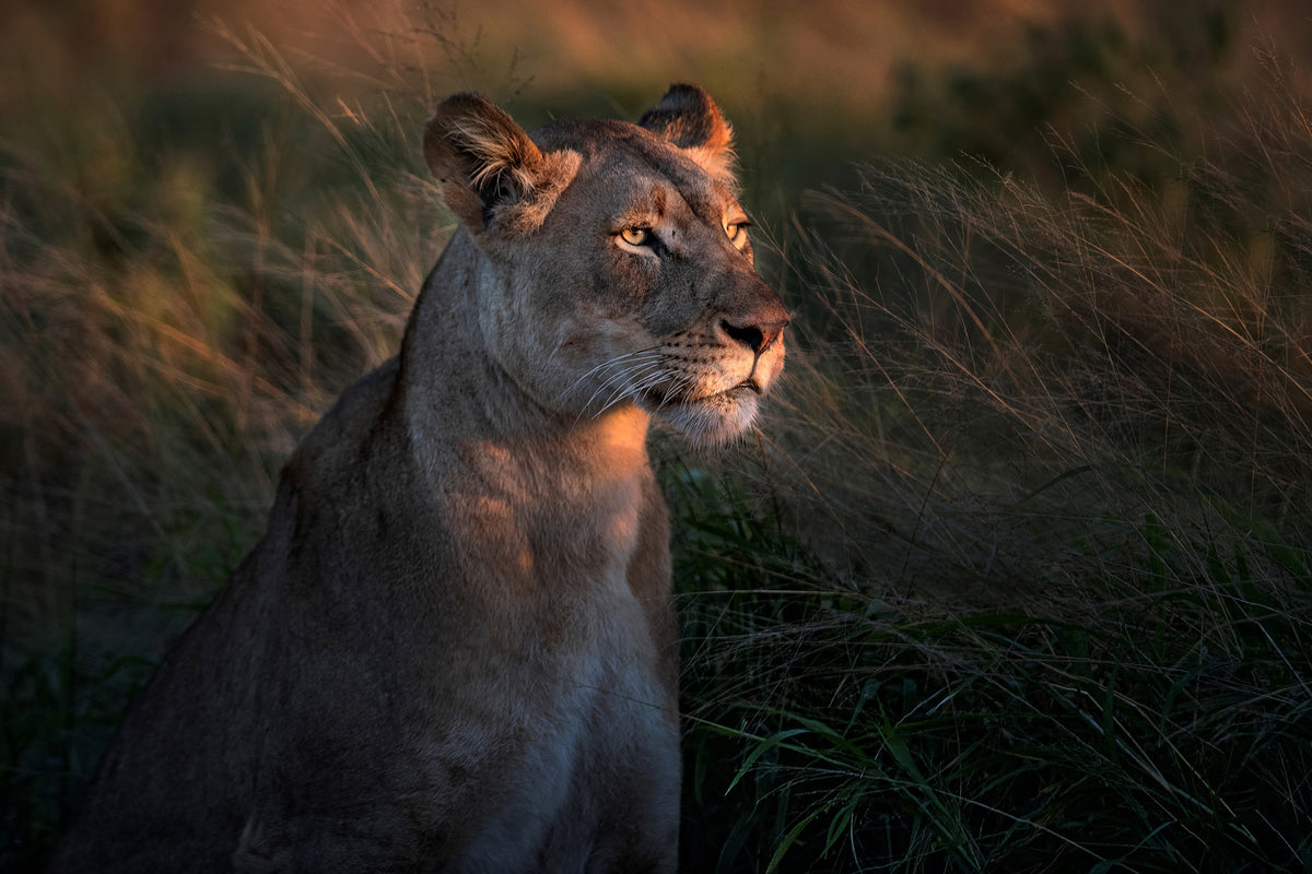framedcanvas-print-lioness-at-first-day-ligth-x