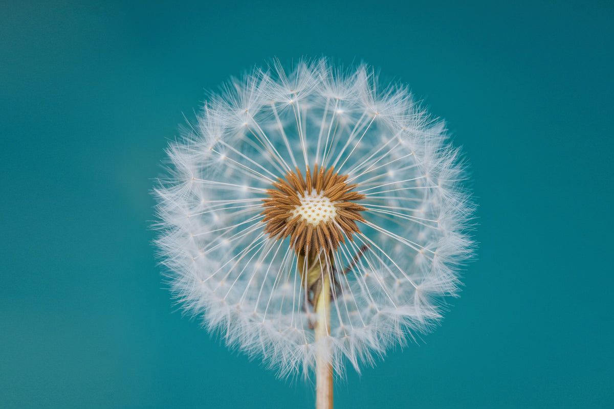 3-piece-acrylic-print-dandelion-a