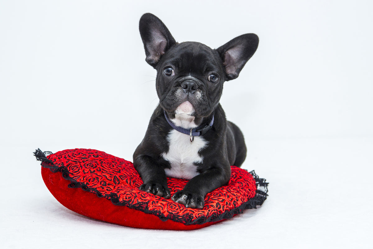 aluminium-print-bulldog-to-fall-in-love