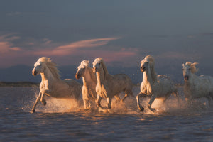 framedcanvas-print-camargue-horses-on-sunset-xve