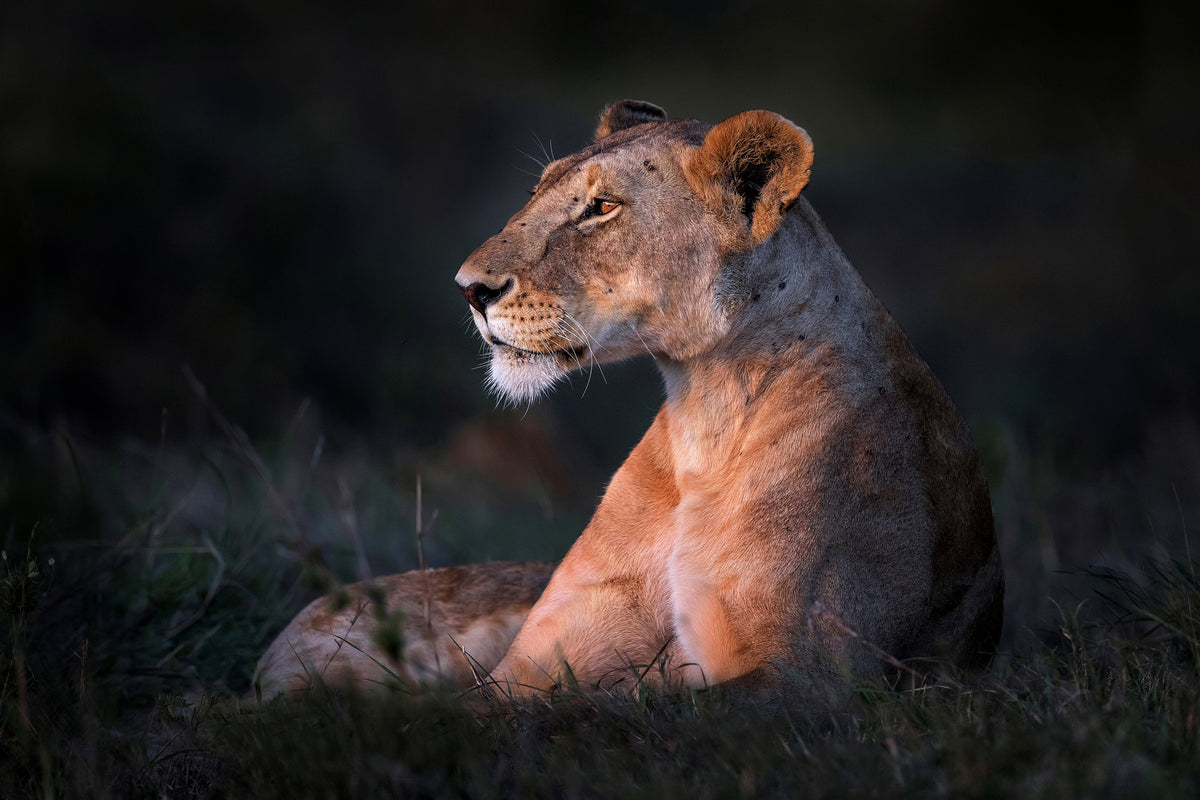 poster-print-lone-lioness-x