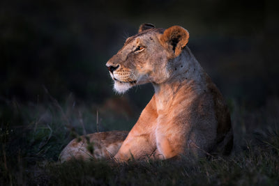 poster-print-lone-lioness-x