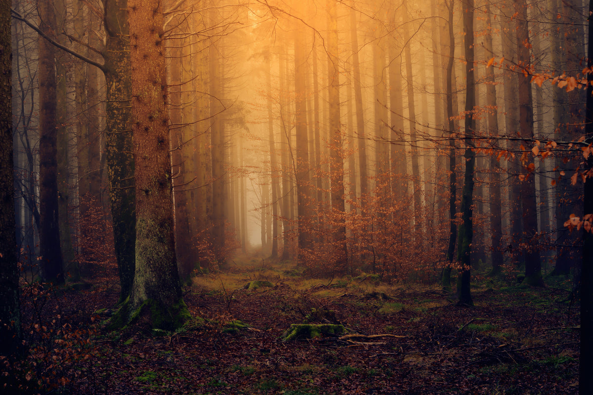 3-piece-acrylic-print-mysterious-forest