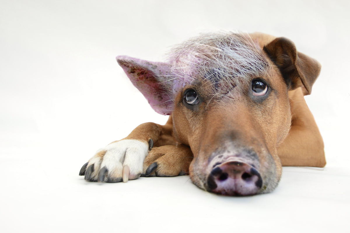 aluminium-print-the-funny-pig-dog