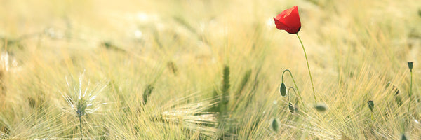 panoramic-acrylic-print-a-poppy-panorama
