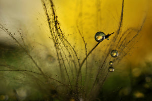 framedposter-print-a-golden-morning-shower-x