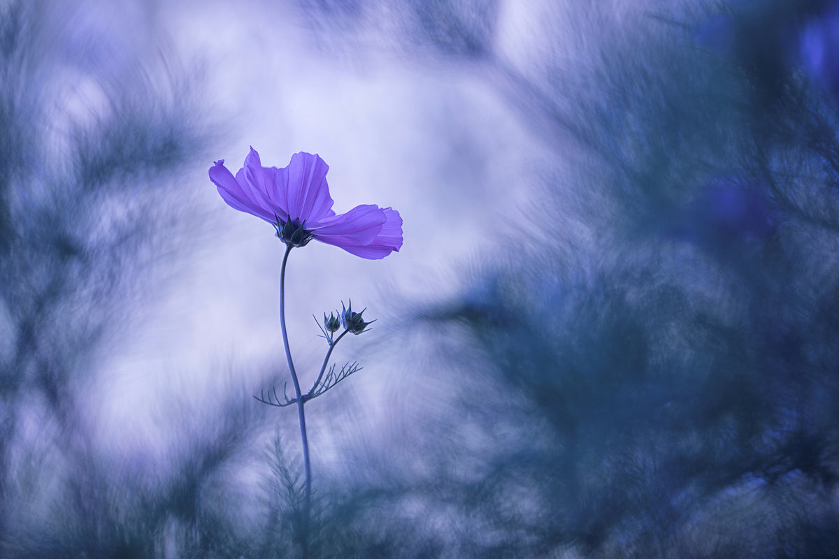 poster-print-blue-dream-x