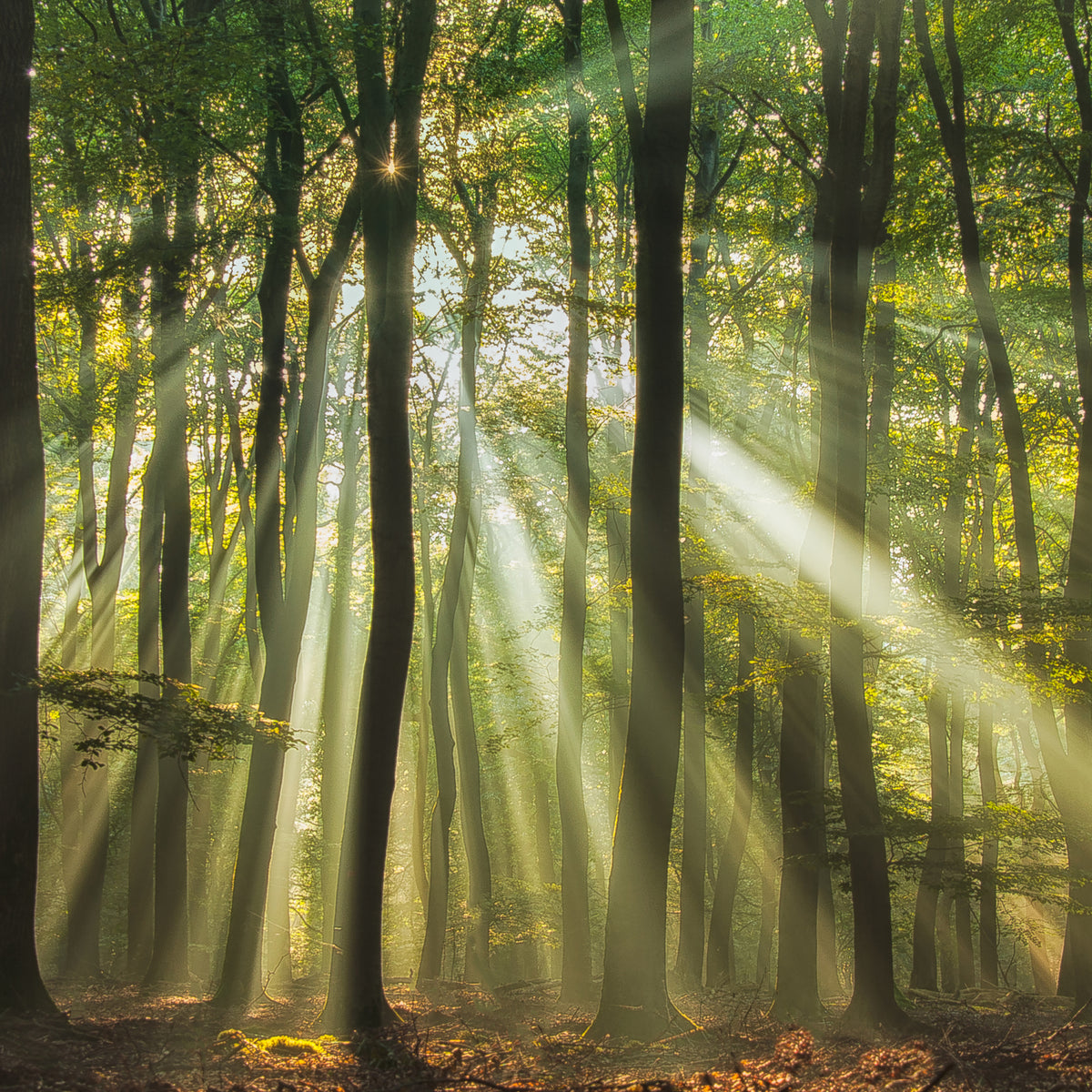 canvas-print-sunny-start-to-the-day
