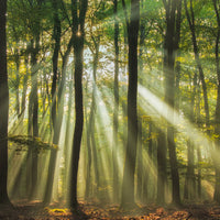 aluminium-print-sunny-start-to-the-day