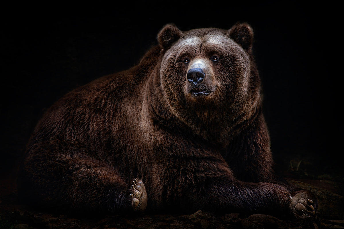acrylic-print-bear-portrait-xav