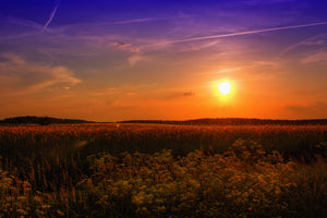 3-piece-aluminium-print-sunset-at-the-flower-field