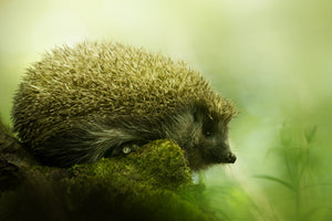aluminium-print-hedgehog-x