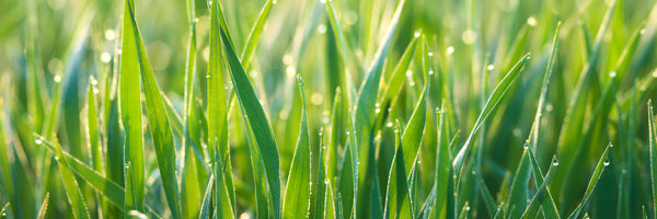 panoramic-poster-print-grass-with-morning-dew-xl-panorama