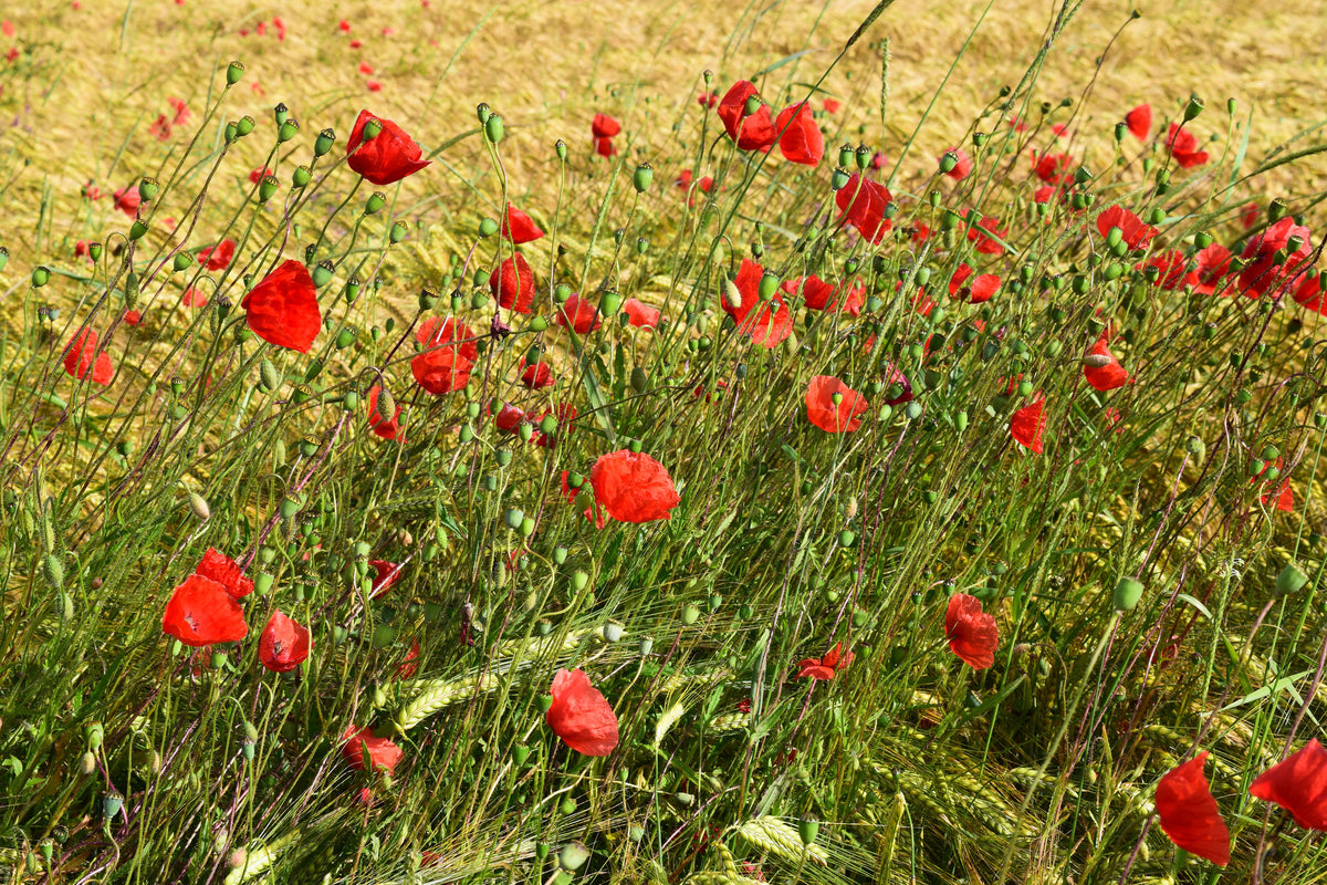 canvas-print-the-poppy-in-the-wind