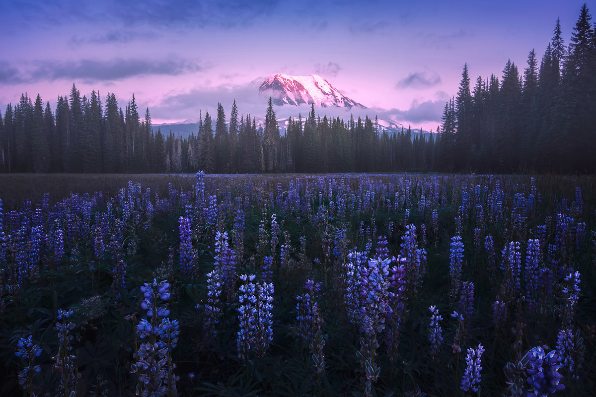 aluminium-print-adam-s-lupine-x