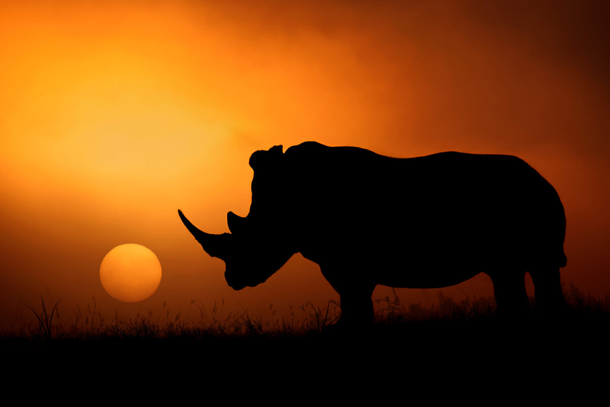 framedcanvas-print-rhino-sunrise