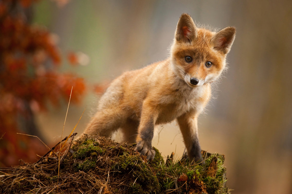 framedposter-print-fox