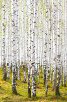 poster-print-the-birch-forest-in-the-spring