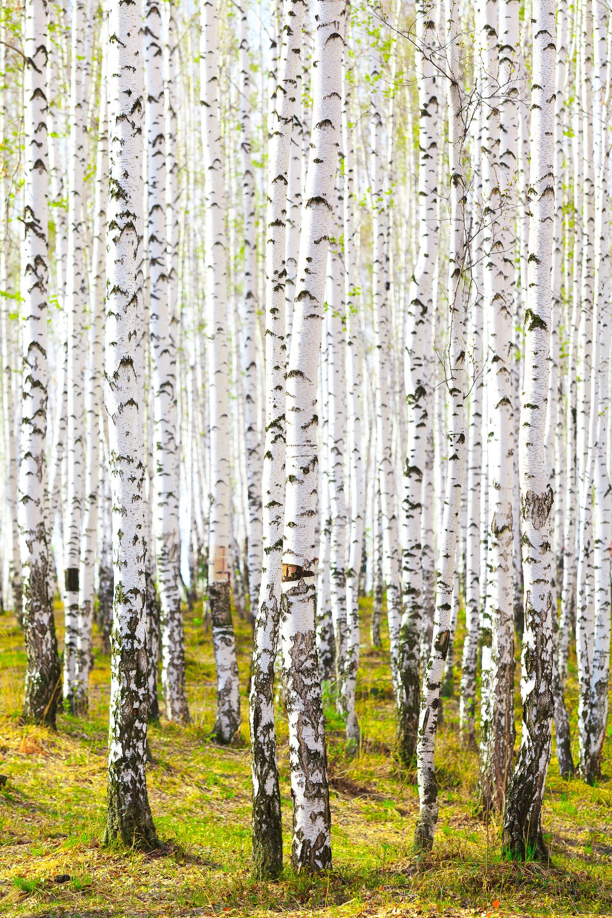 poster-print-the-birch-forest-in-the-spring