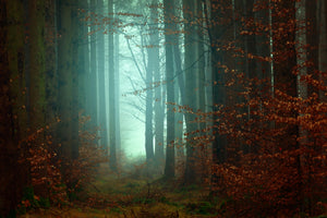 modern-3-piece-aluminium-print-mood-in-the-forest