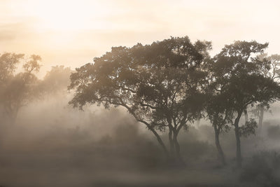 poster-print-savana-sunrise-x