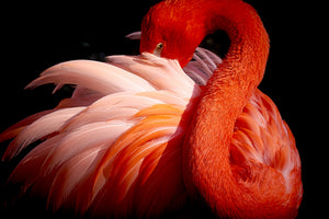 canvas-print-flamingo-xoc