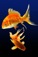 framedcanvas-print-charming-fish