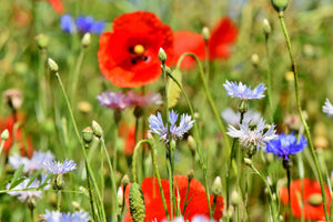 canvas-print-the-wild-poppy-xl