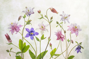 framedposter-print-columbine